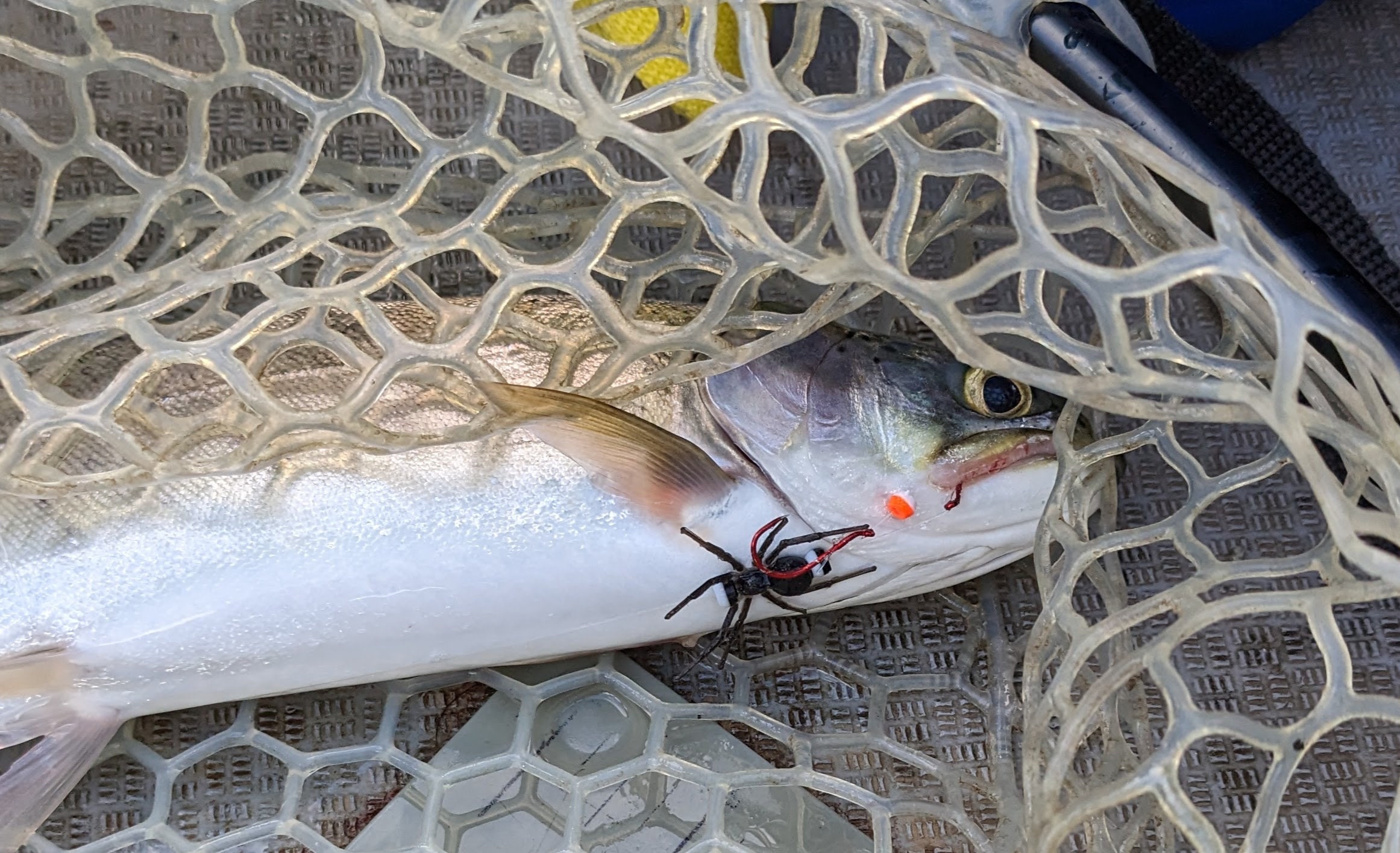 Trout Spider Rig - Ready to Fish - Etsy