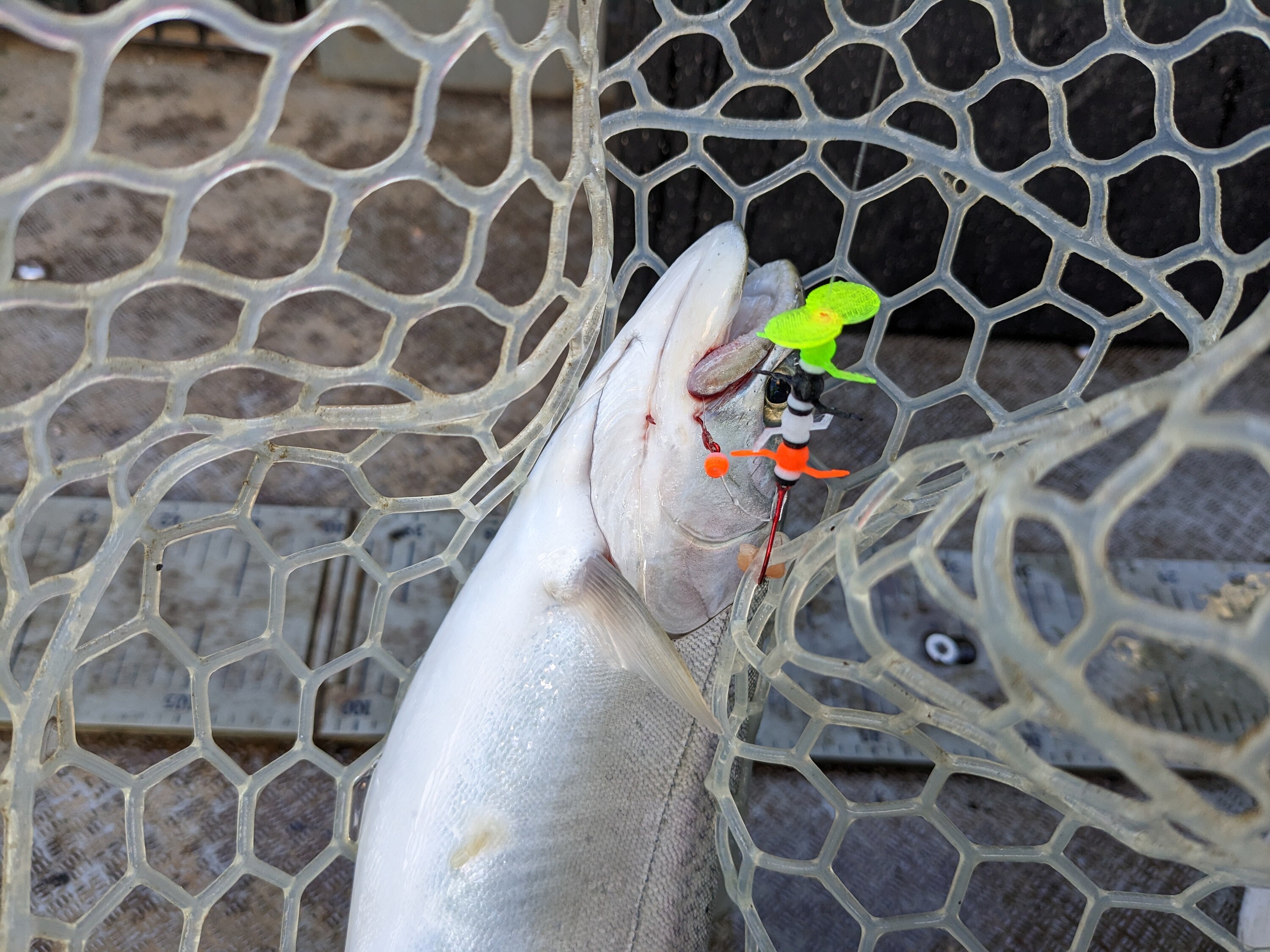 Trolling Perch Rig Leggy Bug Trolling Rig - Trout, Kokanee, Perch, Ready to Fish - Etsy