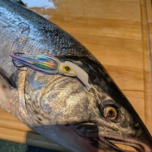May include: A silver-scaled salmon with a dark back and a visible eye, featuring a translucent white and iridescent holographic fishing lure shaped like a squid resting on its side, equipped with a black hook and a yellow eye detail.