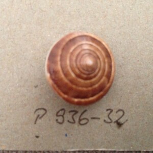1xTibetische Handarbeit Schneckeng.abgeschliffen 20mm mit Kunststofffüsschen rehbraun