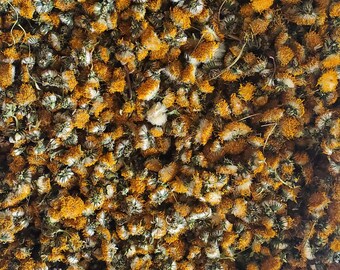 Dandelion Flowers Etsy