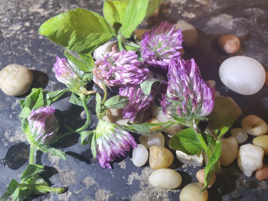 Summer 2020 Dried Alfalfa Flower Great for teas Etsy