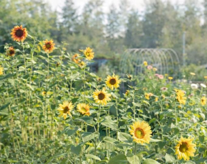 Sunflower Seeds | Mixed Variety