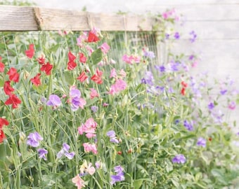 Sweet Pea Seeds | Mixed Variety