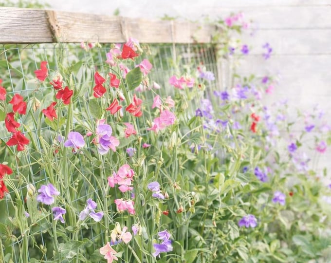 Sweet Pea Seeds | Mixed Variety