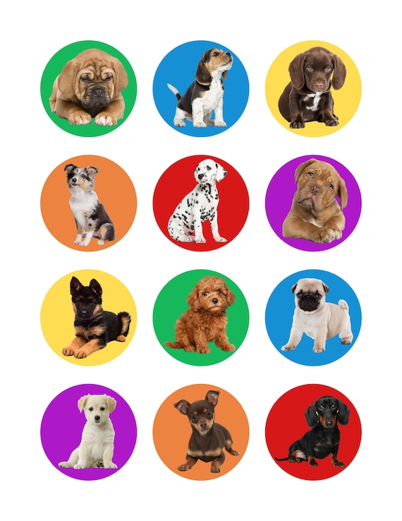 Cupcake puppies cheap for sale
