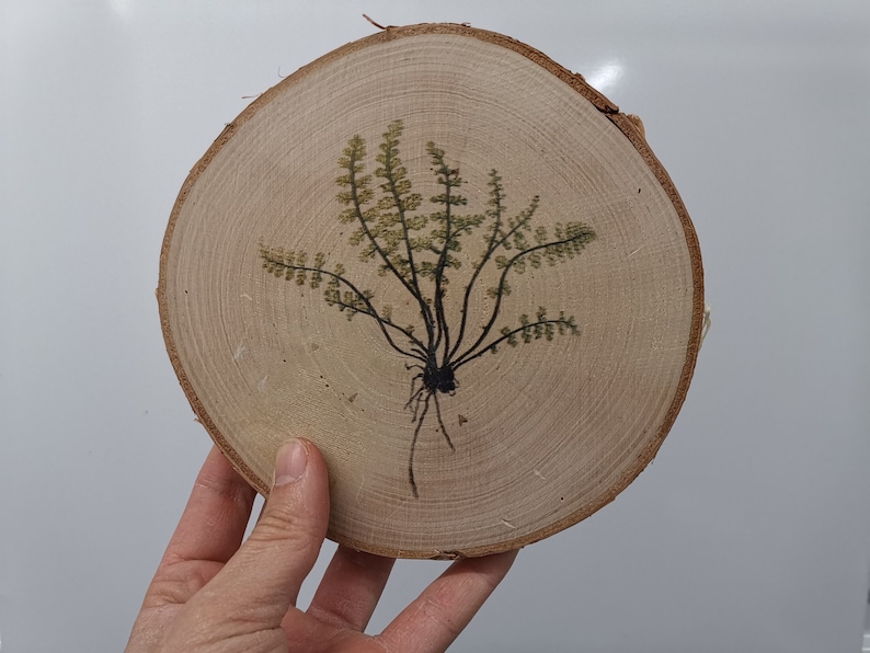 With Fern Plant Print Birch Wood Slice 16-19cm x 1.5cm