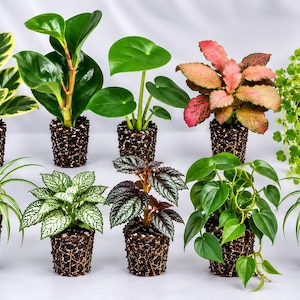 May include: A collection of ten small potted plants with exposed soil and root systems. The assortment includes varieties with variegated green and yellow leaves, solid green foliage, pink-toned patterned leaves, and trailing vines, all arranged in two rows.
