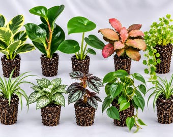 May include: A collection of ten small potted plants with exposed soil and root systems. The assortment includes varieties with variegated green and yellow leaves, solid green foliage, pink-toned patterned leaves, and trailing vines, all arranged in two rows.