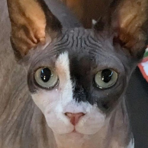 ヴィンテージ XXL セラミック磁器招き猫猫の広告キリン一番
