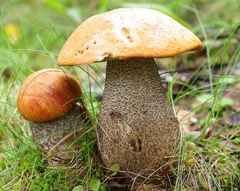 Red-capped Scaber Stiel samen Myzel