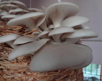 25 g Fresh Inonotus Obliquus CHAGA Mycelium Buy Mushroom Spawn Spores Seeds