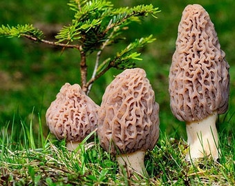 Morel Mushroom Spores For Sale  All Mushroom Info