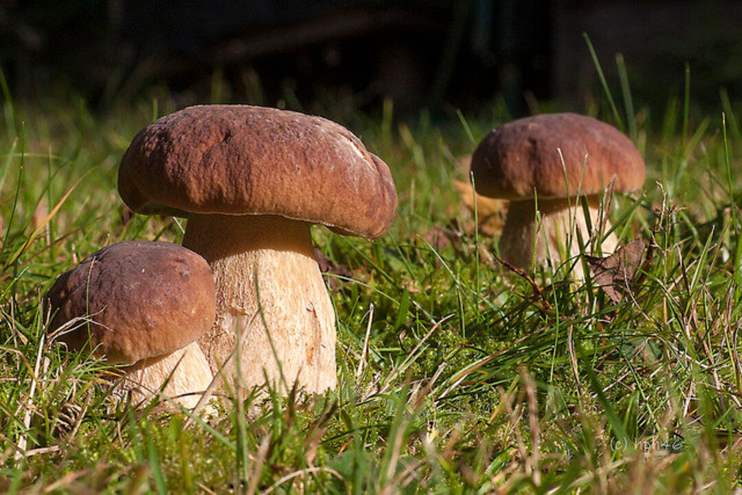 30 G Fresh BOLETUS EDULIS Cep Porcini Mycelium Buy Mushroom Spawn Seeds