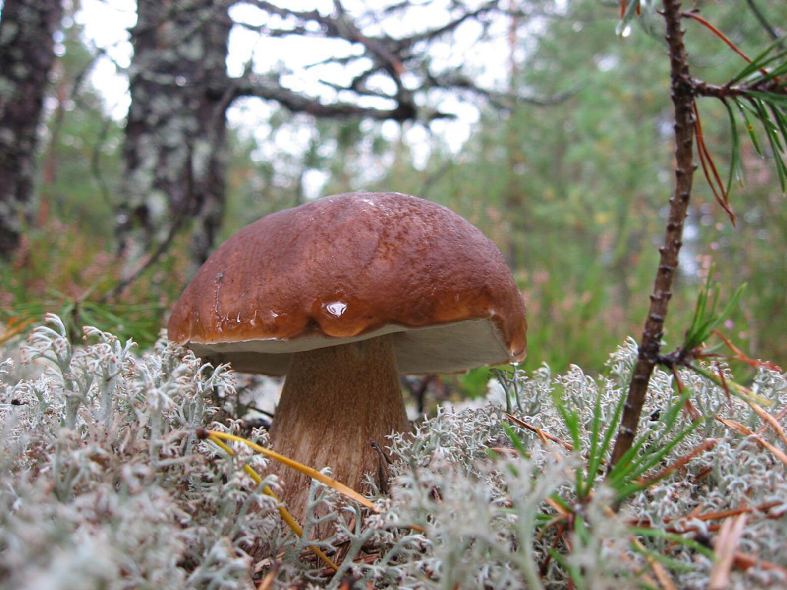 Белый гиб. Гриб Боровик Сосновый. Белый гриб Сосновый Болетовые. Boletus edulis мицелий. Мицелий Боровика.