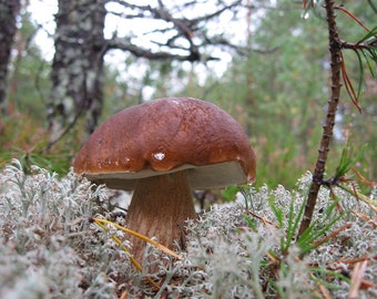 15 g Fresh PINE Wood KING BOLETE Boletus pinophilus Mycelium Buy Mushroom Spawn Seeds Spores + eBook