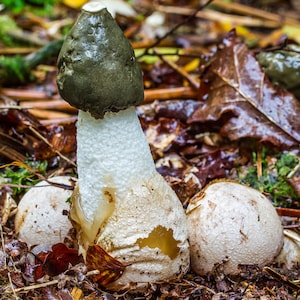 15 g Fresh Phallus impudicus Mycelium COMMON STINKHORN Mushroom Spawn Seeds Spores Free eBook image 3