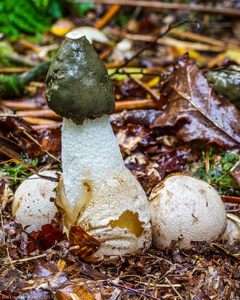 15 g Fresh Phallus impudicus Mycelium COMMON STINKHORN Mushroom Spawn Seeds Spores Free eBook image 3
