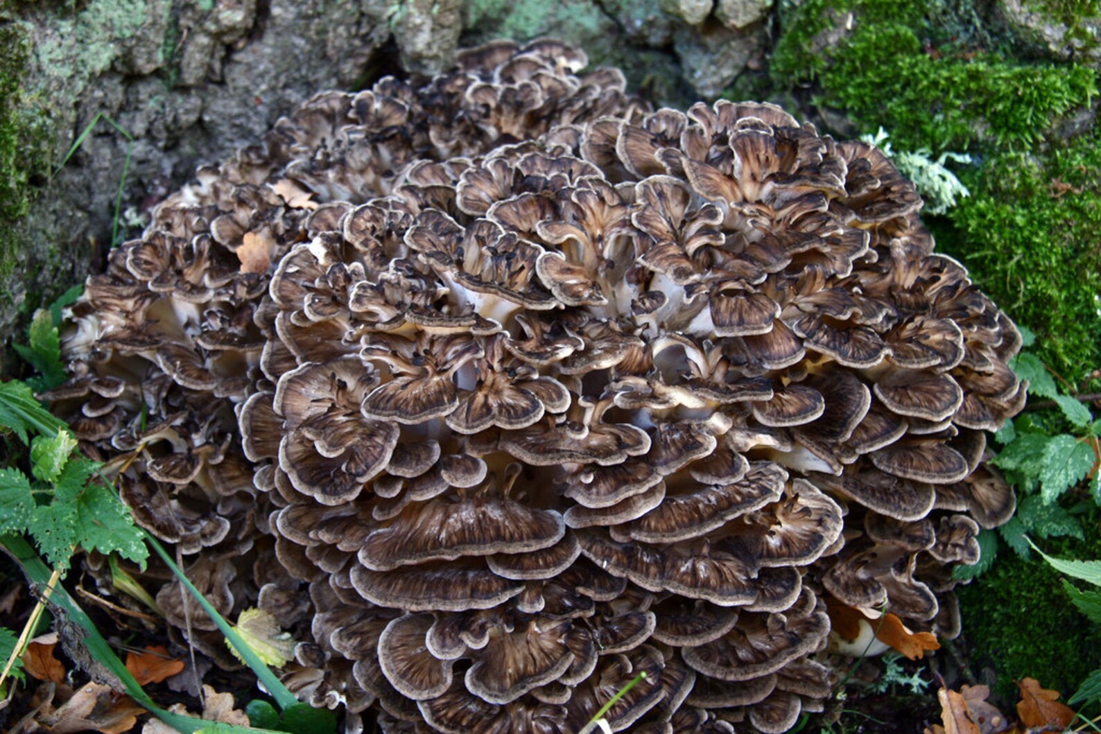 25 g Maitake fresco Mycelium Hen of the Woods Grifola frondosa Etsy