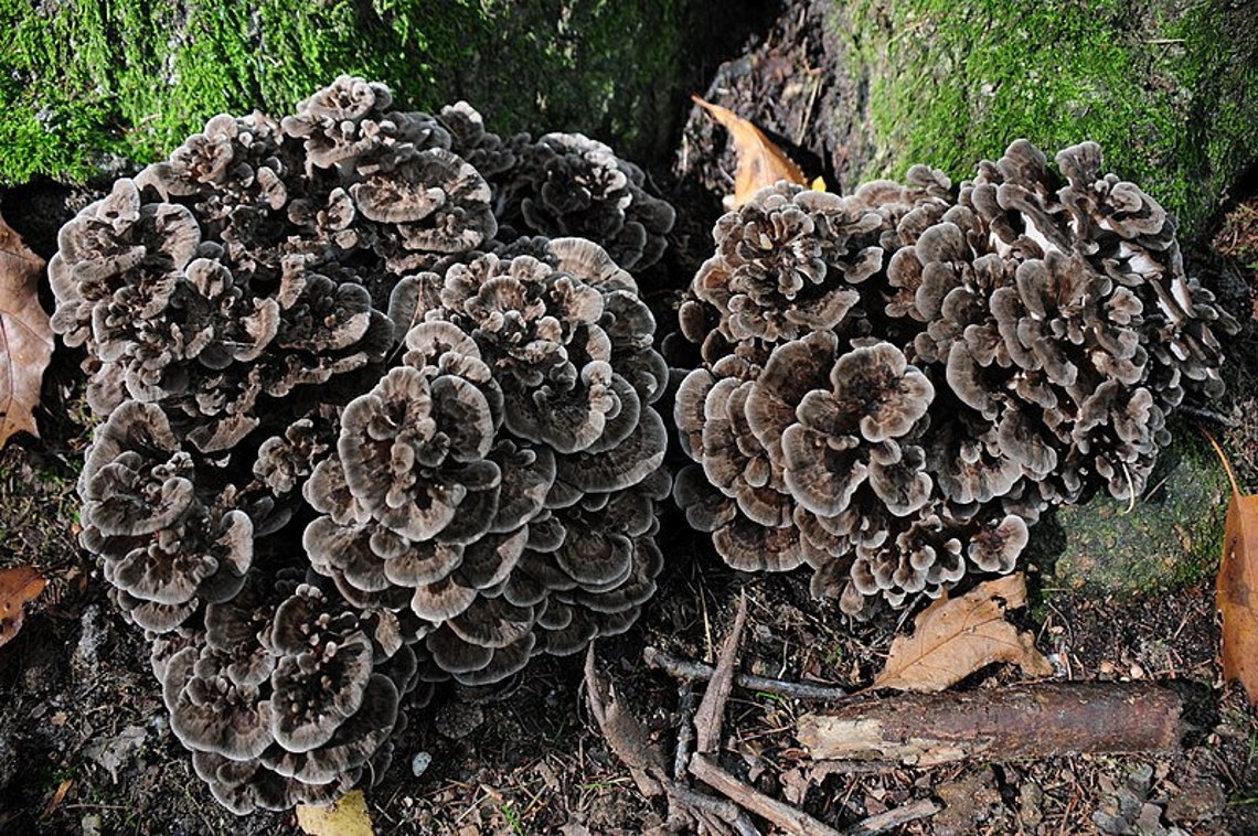 20 Fresh MAITAKE Grifola frondosa HEN of the WOODS Buy Etsy