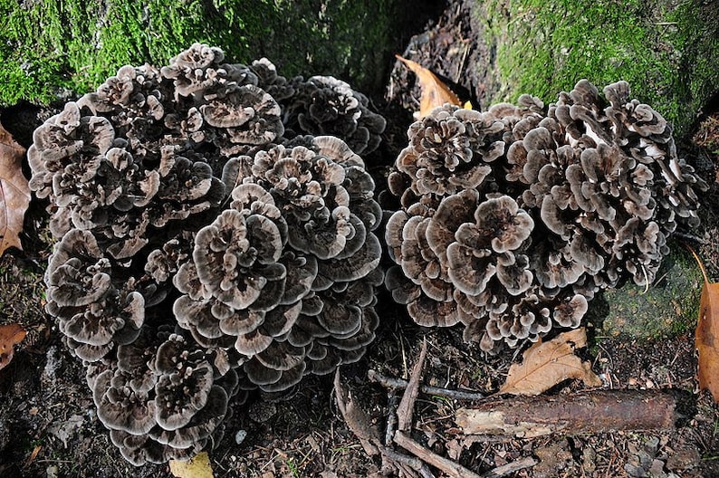 20 Fresh MAITAKE Grifola Frondosa HEN of the WOODS Buy Etsy Canada
