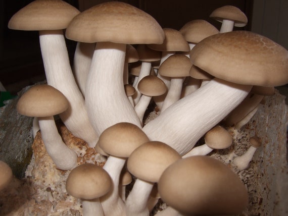 SHIMEJI MUSHROOM SPORES