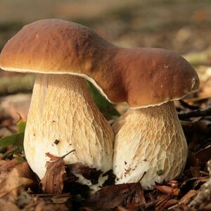 100 g Fresh CEP PORCINI Boletus edulis Mycelium Buy Mushroom Spawn Seeds Spores eBook image 2