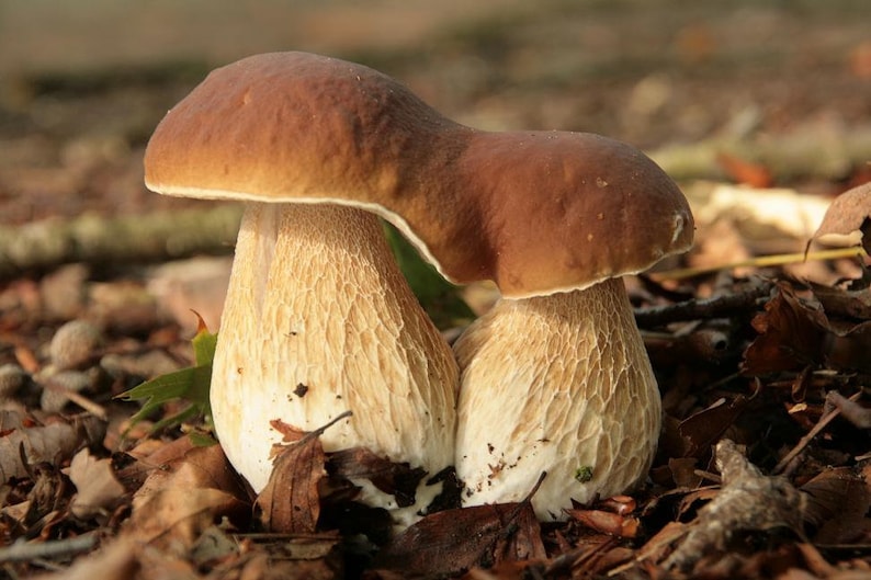 100 g Fresh CEP PORCINI Boletus edulis Mycelium Buy Mushroom Spawn Seeds Spores eBook image 2