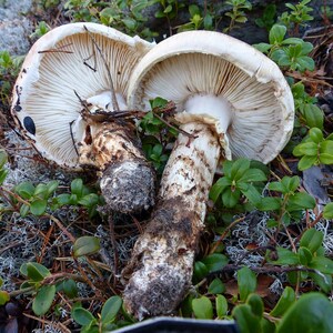 10 g Fresh Tricholoma MATSUTAKE Mycelium Buy Mushroom Spawn Seeds Spores Free eBook image 2