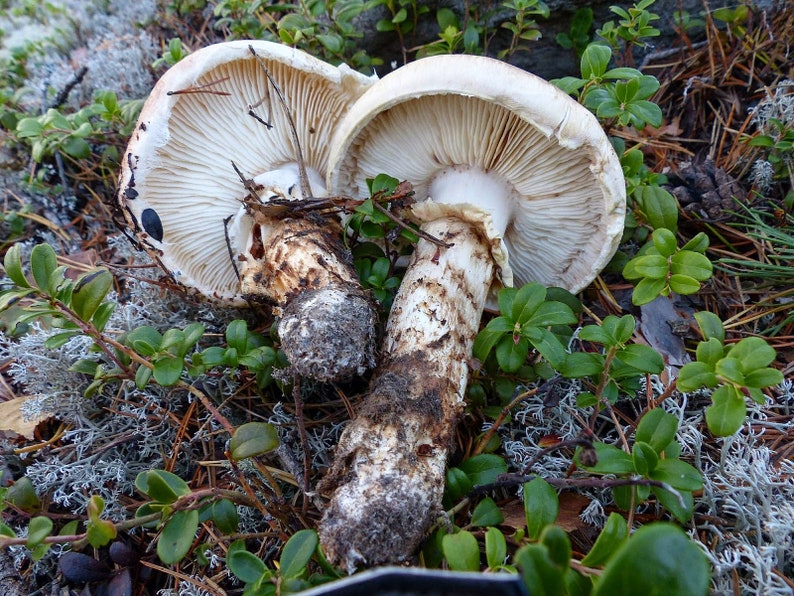 10 g Fresh Tricholoma MATSUTAKE Mycelium Buy Mushroom Spawn Seeds Spores Free eBook image 2