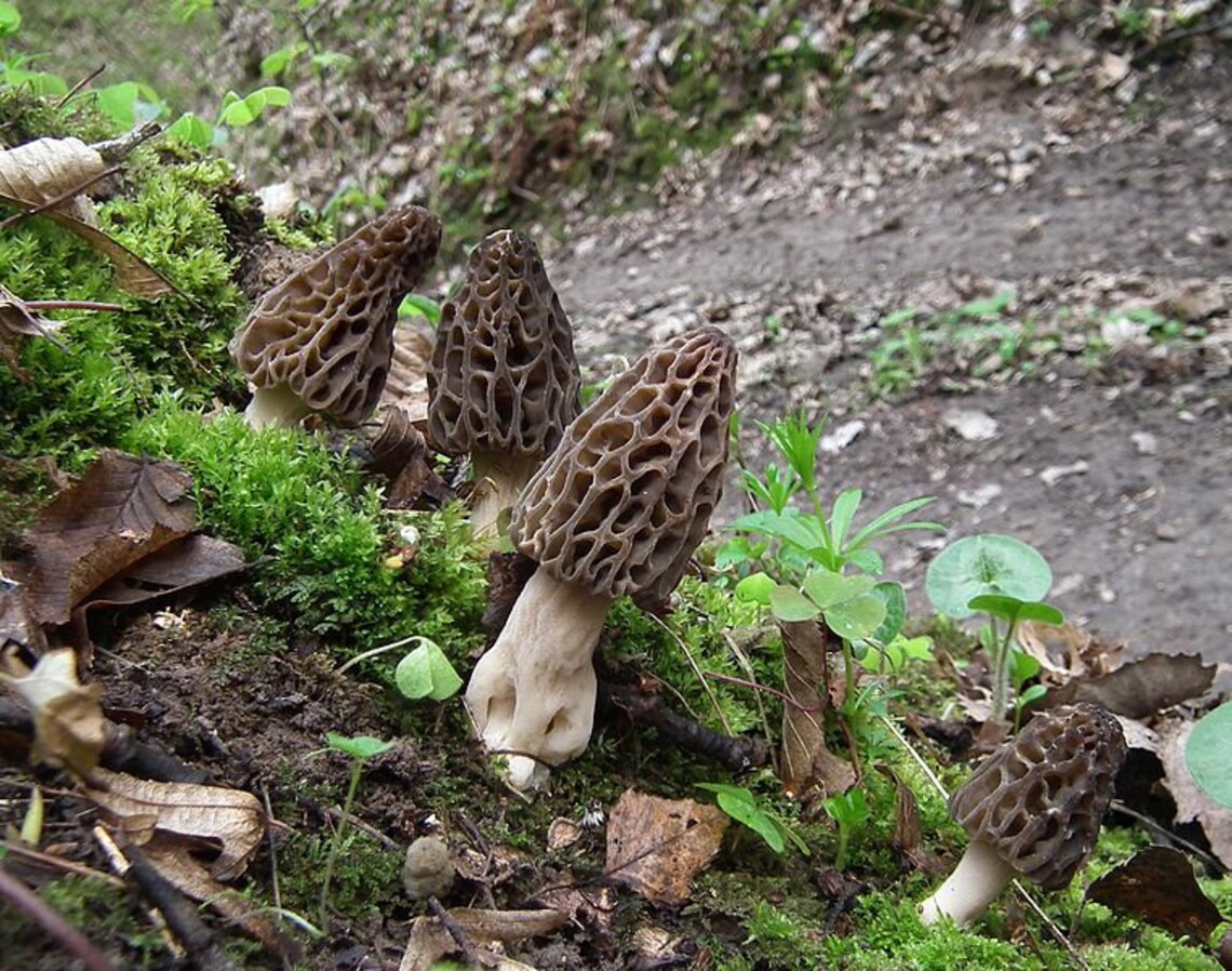 30 G Fresh BLACK MOREL Morchella Conica Mycelium Buy Mushroom Etsy