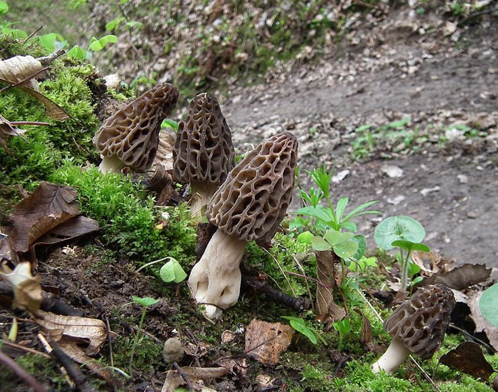 30 G Fresh BLACK MOREL Morchella Conica Mycelium Buy Mushroom Etsy
