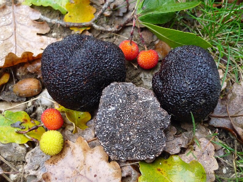 20 g Fresh BLACK TRUFFLE Tuber melanosporum Mycelium Buy Mushroom Spawn