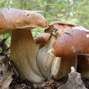 15 g Fresh CEP PORCINI Boletus edulis Mycelium Buy Mushroom Spawn Seeds Spores + eBook