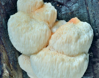 30 Fresh LION's MANE Hericium erinaceus Mushroom Dowels Plugs Buy Mushroom Spawn Spores + eBook