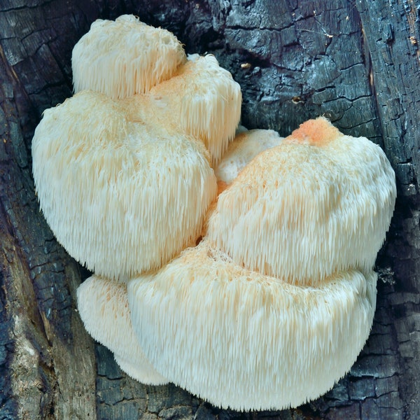 30 Fresh LION's MANE Hericium erinaceus Spine di tasselli di funghi Acquista spore di uova di funghi + eBook