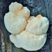 see more listings in the Mushroom dowels section