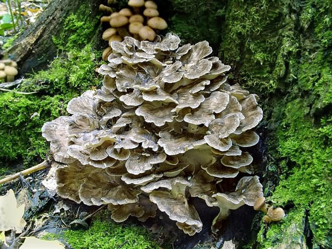 25 g Micelio MAITAKE fresco Gallina dei Boschi Grifola frondosa Funghi
