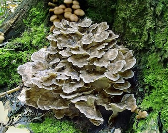 25 g Fresh MAITAKE Mycelium Hen of the Woods Grifola frondosa Mushroom Spawn Spores Seeds + Free eBook