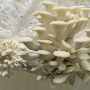 10 g Fresh Pleurotus ostreatus Mycelium WHITE PEARL OYSTER Mushroom Spawn Spores Seeds + Free eBook