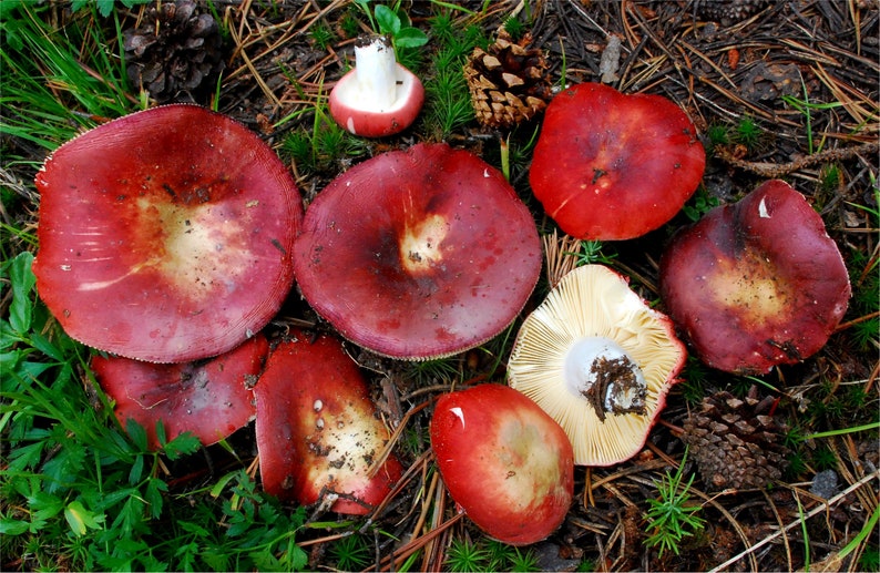 Сыроежка гриб. Сыроежка гриб как приготовить. Сыроежка гриб как приготовить. Сыроежки грибы съедобные приготовление. Сыроежка берёзовая.