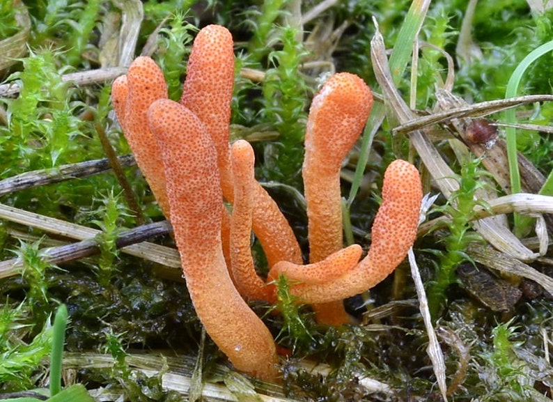 Download 10 g Fresh CORDYCEPS MILITARIS Mycelium Caterpillar Killer ...
