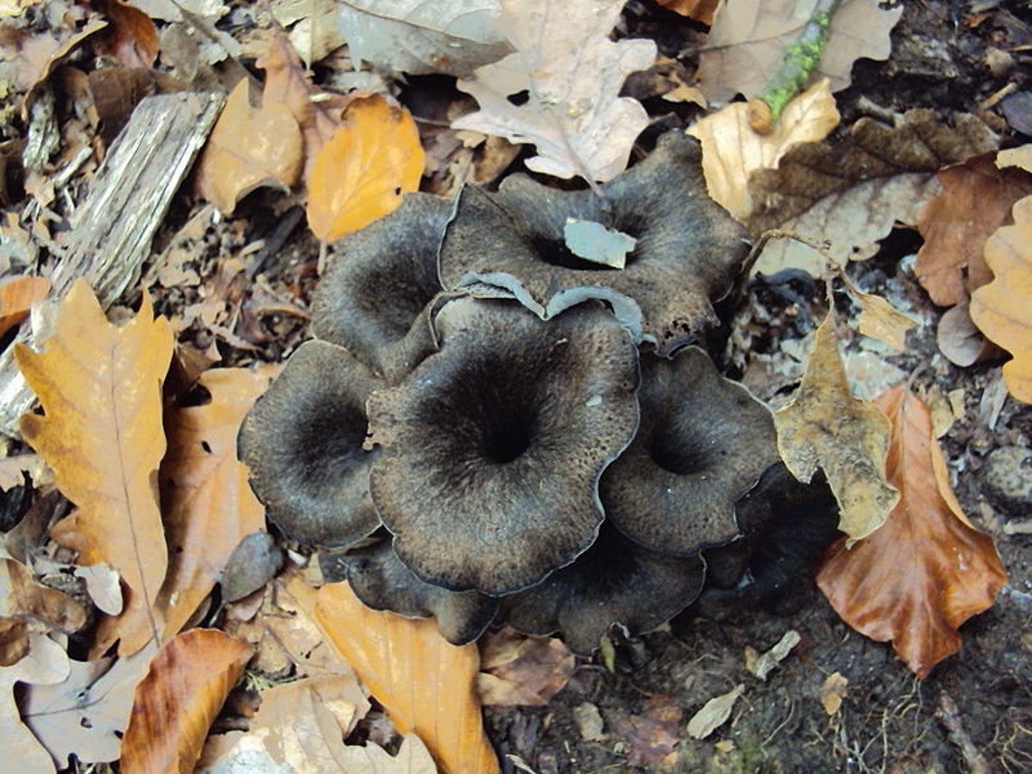 15 g Fresh BLACK TRUMPET Chanterelle Mycelium Horn of Plenty Etsy