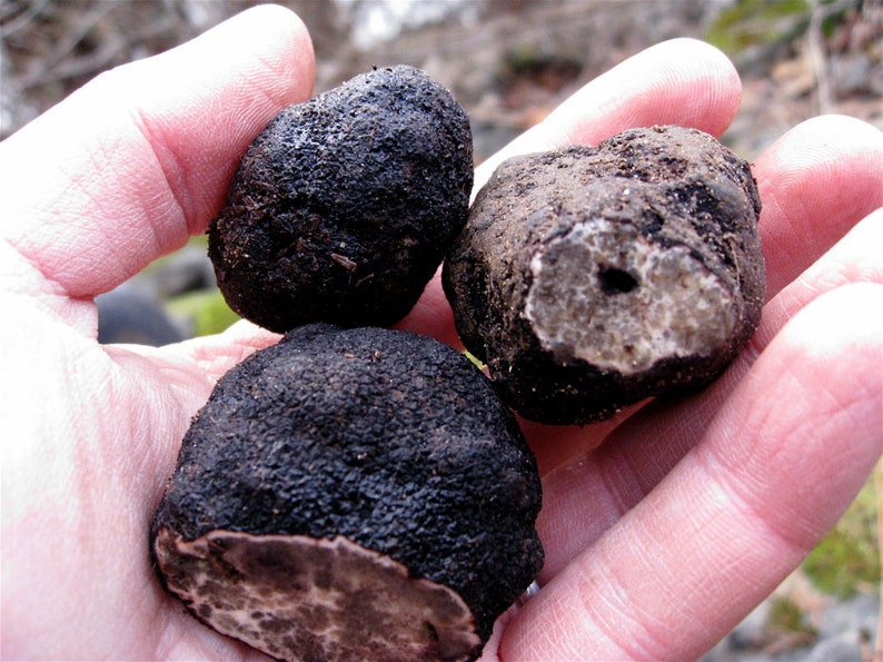 10 g Fresh OREGON BLACK TRUFFLE Mycelium Leucangium Etsy