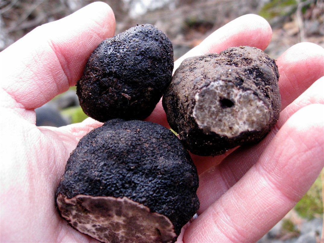 10 g Fresh OREGON BLACK TRUFFLE Mycelium Leucangium Etsy