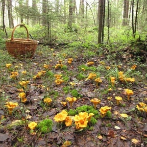 15 g Fresh YELLOW CHANTERELLE Mycelium Cantharellus cibarius Buy Mushroom Spawn Seeds Spores eBook image 4