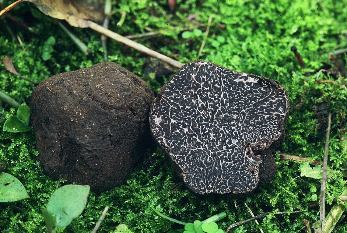 10 G Fresh Tuber Melanosporum Mycelium BLACK TRUFFLE Mushroom - Etsy