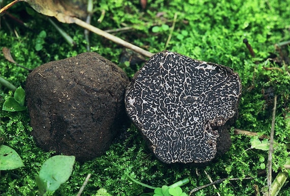Spores Black Truffle Mushrooms Mycelium Spawn Dried Seeds for Planting Non GMO 5 g 