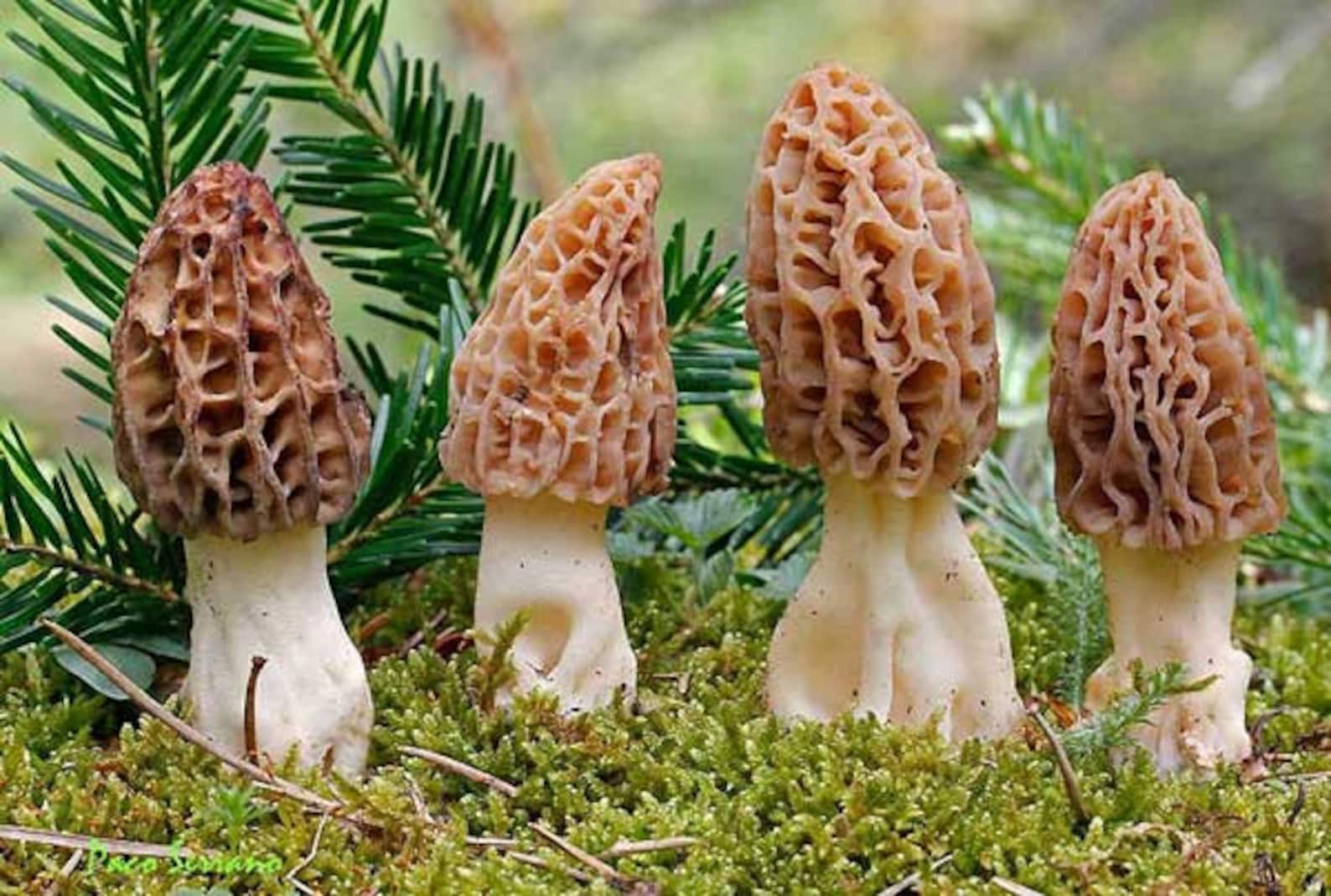 30 G Fresh PURPLE MOREL Mycelium Morchella Purpurascens Etsy