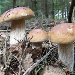 100 g Fresh CEP PORCINI Boletus edulis Mycelium Buy Mushroom Spawn Seeds Spores eBook image 4